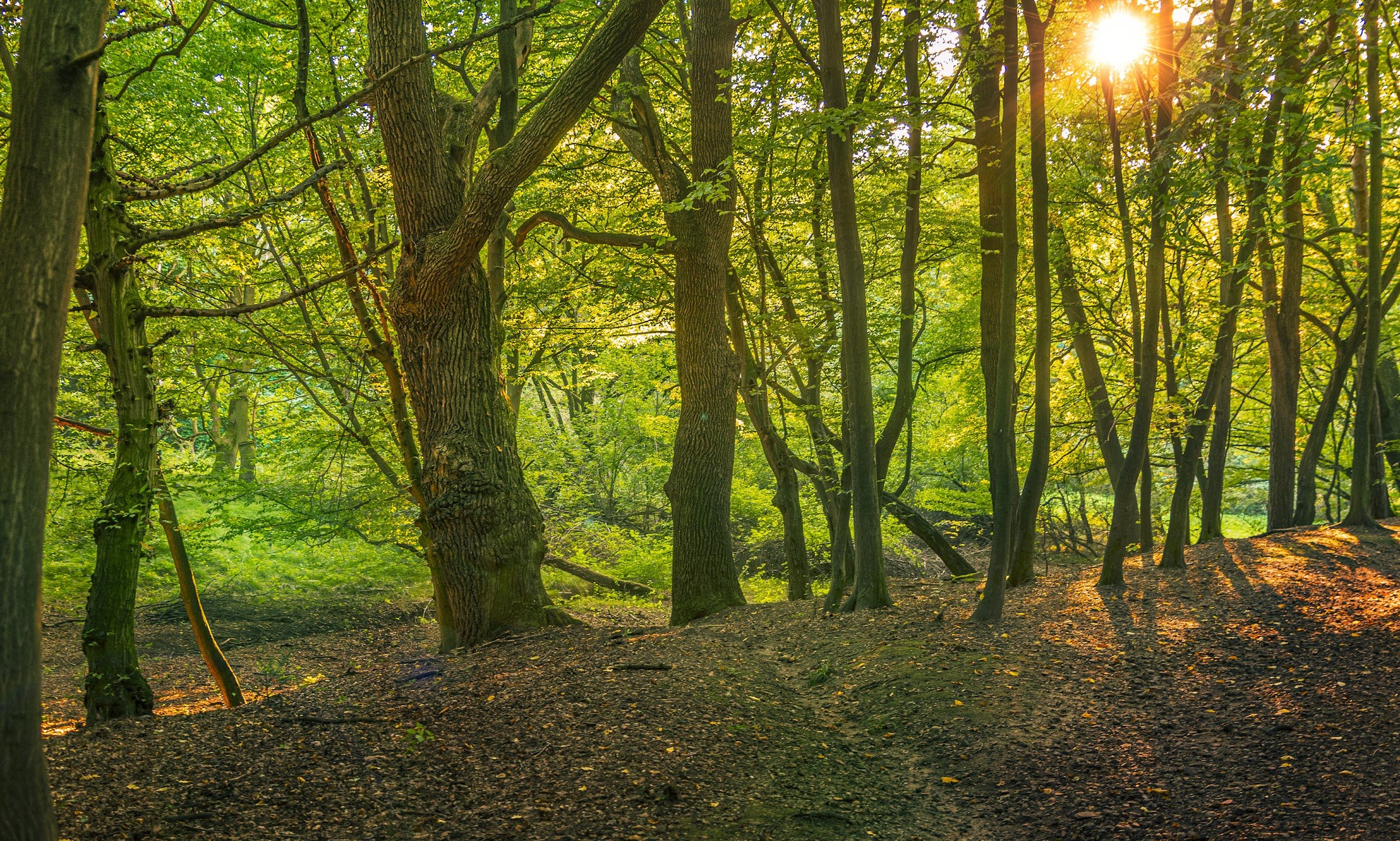 Moravian Gate Arboretum